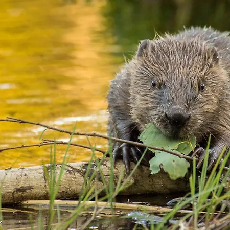 Pan Garden Amli ホリデーパーク Dolemo